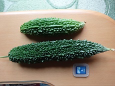t_DSC00049.jpg